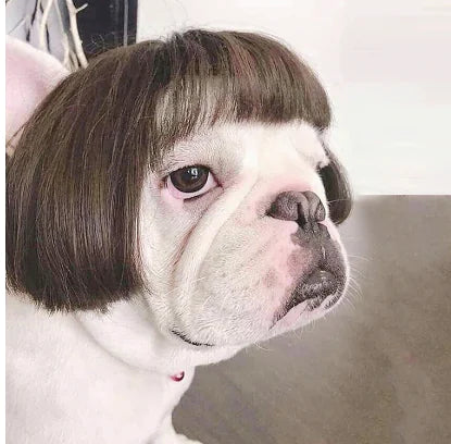 Adorable Cosplay Pet Wig for Costumes & Events